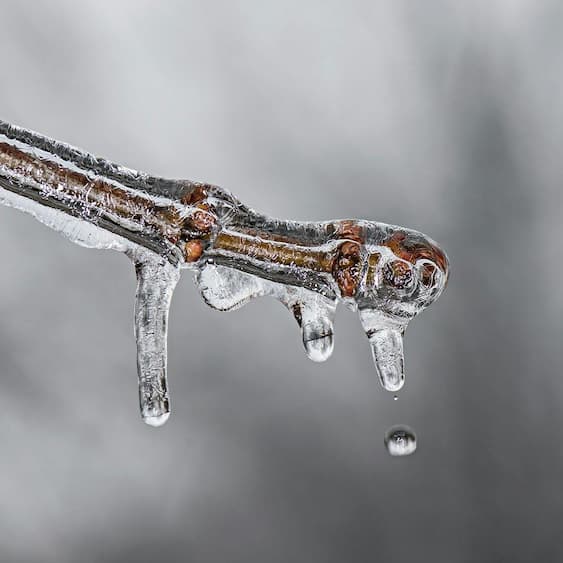 An image of ice melting on a branch